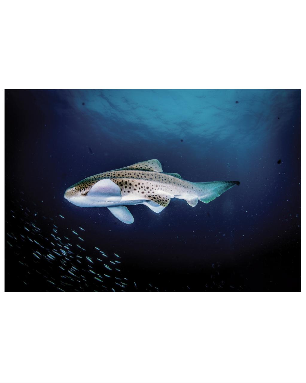 Scuba diving scene 3